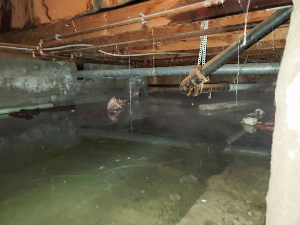 Best Ceiling water damage repair  in Level Park Oak Park, MI